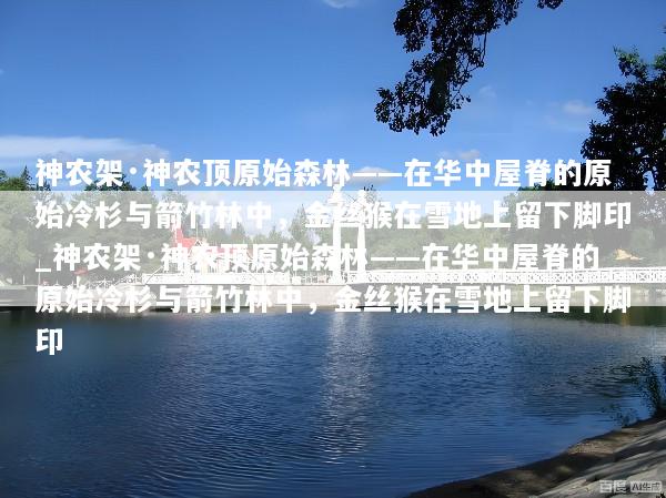 神农架·神农顶原始森林——在华中屋脊的原始冷杉与箭竹林中，金丝猴在雪地上留下脚印_神农架·神农顶原始森林——在华中屋脊的原始冷杉与箭竹林中，金丝猴在雪地上留下脚印