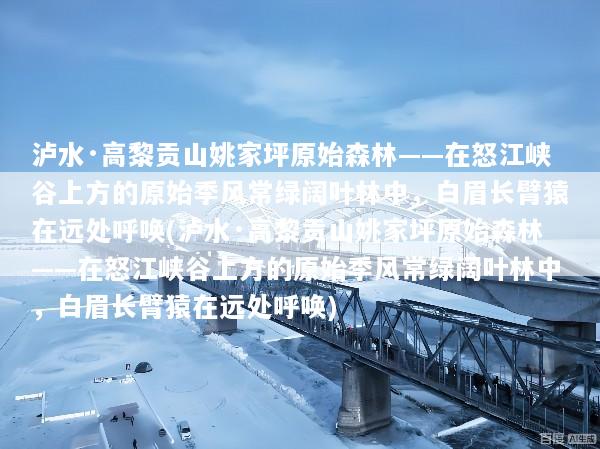 泸水·高黎贡山姚家坪原始森林——在怒江峡谷上方的原始季风常绿阔叶林中，白眉长臂猿在远处呼唤(泸水·高黎贡山姚家坪原始森林——在怒江峡谷上方的原始季风常绿阔叶林中，白眉长臂猿在远处呼唤)
