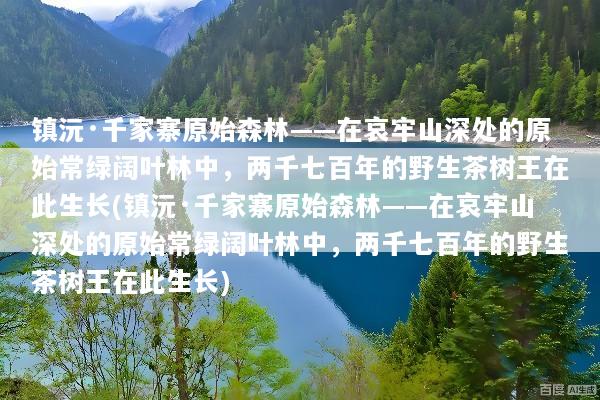 镇沅·千家寨原始森林——在哀牢山深处的原始常绿阔叶林中，两千七百年的野生茶树王在此生长(镇沅·千家寨原始森林——在哀牢山深处的原始常绿阔叶林中，两千七百年的野生茶树王在此生长)
