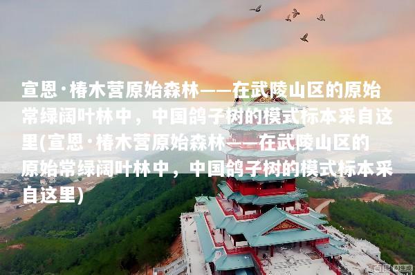宣恩·椿木营原始森林——在武陵山区的原始常绿阔叶林中，中国鸽子树的模式标本采自这里(宣恩·椿木营原始森林——在武陵山区的原始常绿阔叶林中，中国鸽子树的模式标本采自这里)