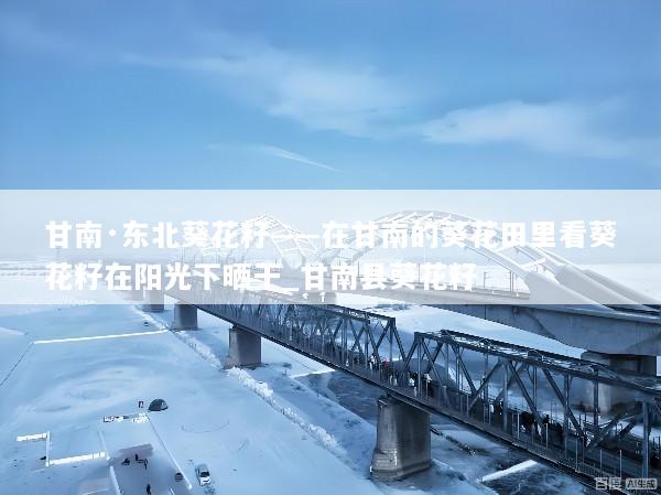 甘南·东北葵花籽——在甘南的葵花田里看葵花籽在阳光下晒干_甘南县葵花籽
